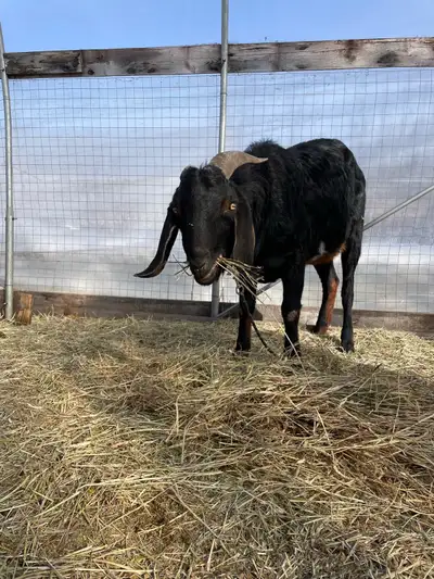Proven pure nubian buck. born 2020, his name is Rambo. asking 350 selling due to need of smaller buc...
