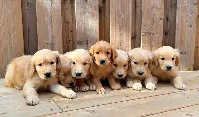Purebred golden retriever pups. 8 weeks old, beautiful golden color. Male and female available. Firs...