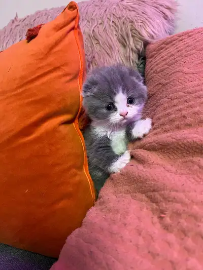 They are $800 each. We got 2 Scottish fold baby kittens. They are so adorable, friendly, and trained...