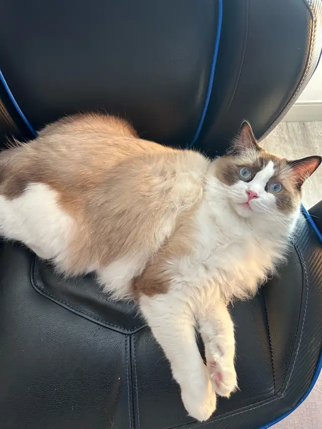 These Beautiful Ragdolls Need A Home