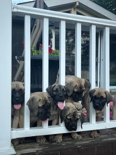 Purebred Pressa canario puppies for sale$500, View more