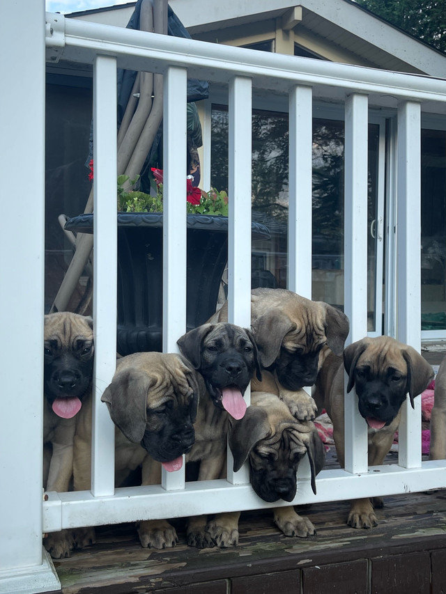 Purebred Pressa canario puppies for sale$500 in Dogs & Puppies for Rehoming in Barrie