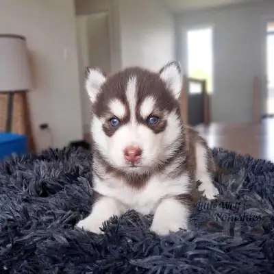small pomsky puppies , View more