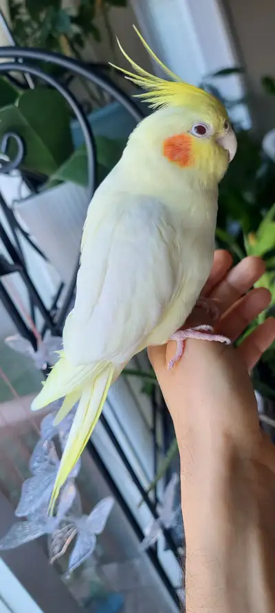 Lutino cockatiel, View more
