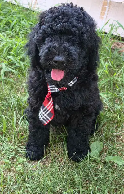 Amazing moyen puppy, View more