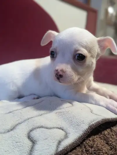 chihuahua, View more