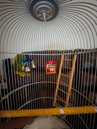 Bird's cage