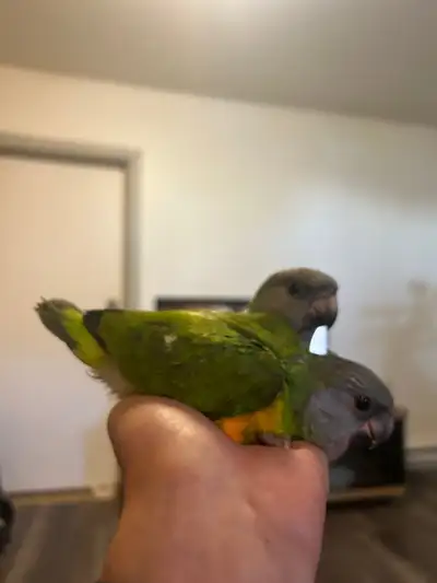 Baby African Senegal parrot handfed super friendly, View more