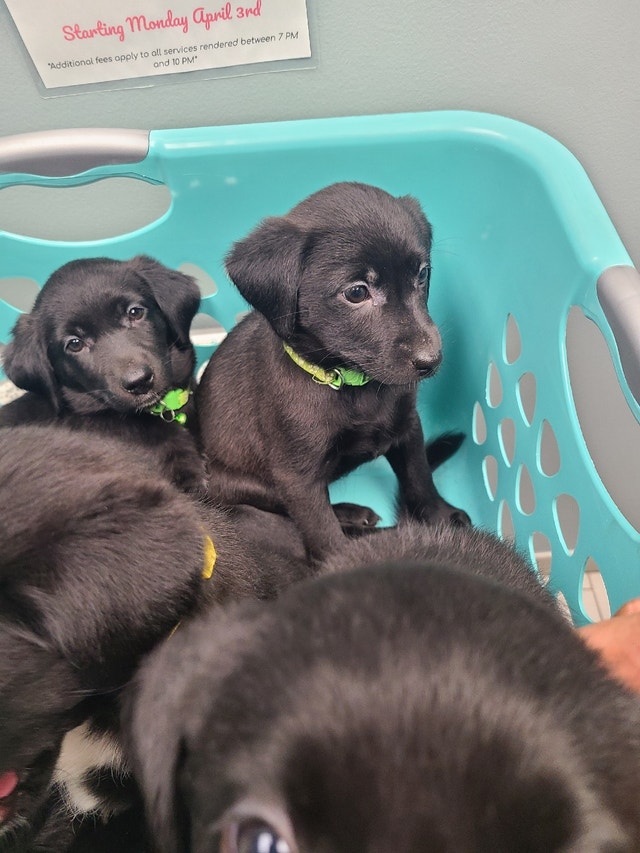 Puppies ready to go 200 each 4 left Dogs & Puppies for Rehoming