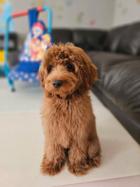 Cavapoo male (F1B) for rehoming