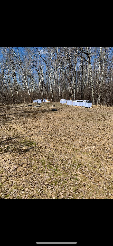 Honey Bee Equipment in Hobbies & Crafts in Edmonton - Image 2