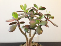 (#8) JADE Plant healthy growth home decor gift giving 35cm x 24c