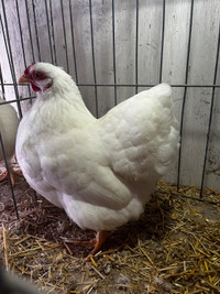 White Wyandotte Hatching Eggs