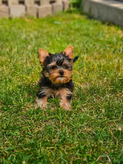 Teddy bear Shorkie Puppy - 1 female, View more