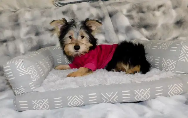 Tiny Toy Yorkie terrier puppy in Dogs & Puppies for Rehoming in City of Toronto - Image 6