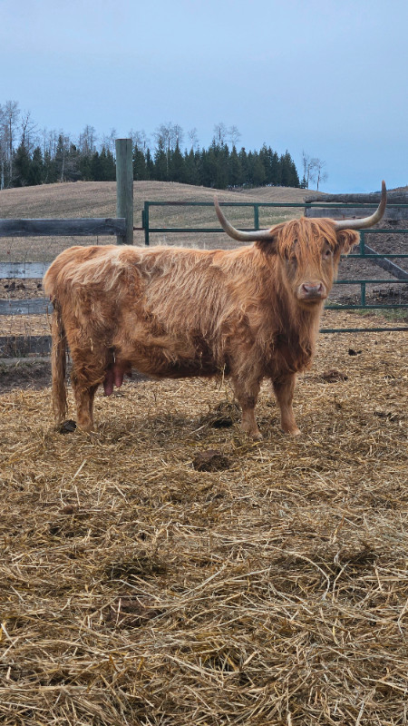 Highland cow in Livestock in 100 Mile House