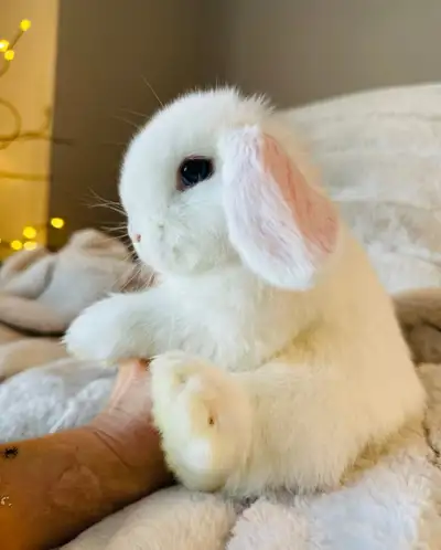 Lapin nain- bélier hollandais mâle pure race, View more