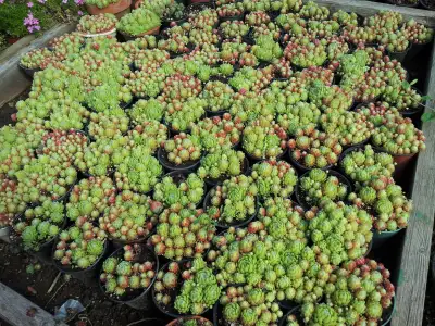 Succulents $3.50, View more