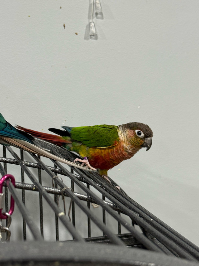 Looking to rehome 4 conure 1 pair, 1 male and 1 female in Birds for Rehoming in Mississauga / Peel Region