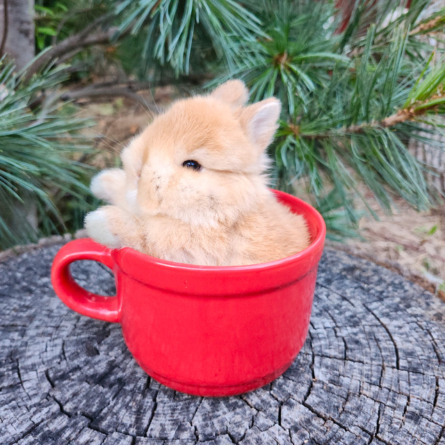 EXTRAORDINARY baby Holland lop & Netherland dwarf bunny rabbits in Small Animals for Rehoming in City of Toronto - Image 3