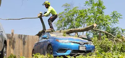 Tree Pruning Tree Removal 647 654-1884, View more