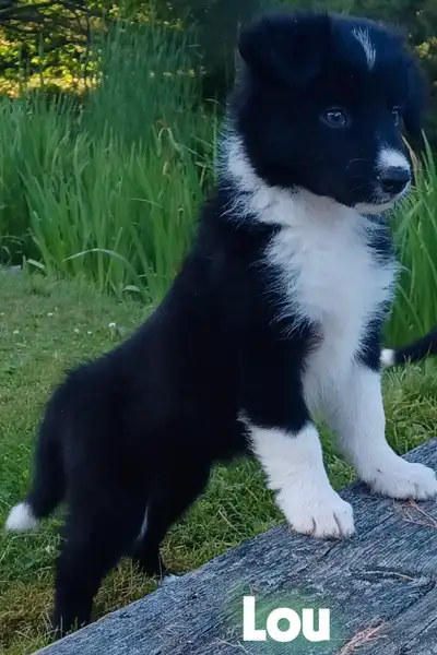Chiots Border Collie, View more