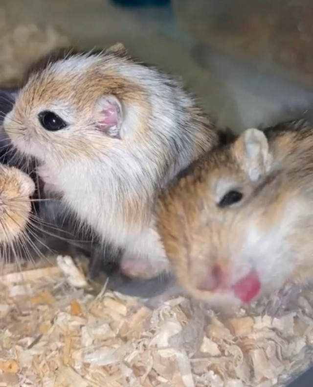 Beautiful, Healthy, Ethically-Bred Gerbils for Sale in Small Animals for Rehoming in Winnipeg - Image 3