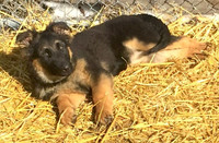 Czech/German Shepherd Pups