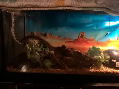 Rehoming my normal ball python he’s 3 years old really friendly has never bit anyone been handled ev...