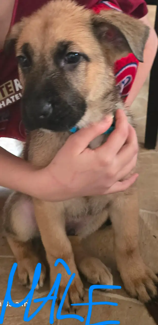 Bébé Chiots in Dogs & Puppies for Rehoming in Drummondville - Image 10