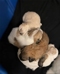 Vancouver Morkie Pups