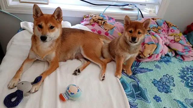 Purebred Shiba Inu Puppies Vaccinated, Microchipped & Home Raise in Dogs & Puppies for Rehoming in City of Toronto - Image 9