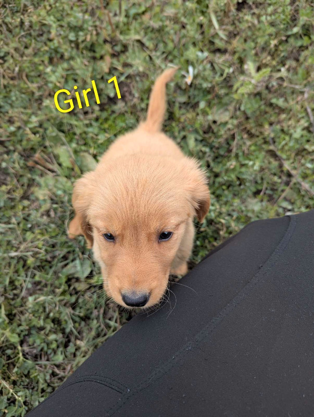 GOLDEN RETRIEVER pups! in Dogs & Puppies for Rehoming in Delta/Surrey/Langley