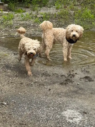 Hi all, These two cockapoos are looking to find there forever home! They are just over 1 year and ha...