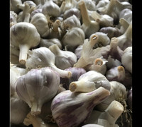Organically grown garlic 