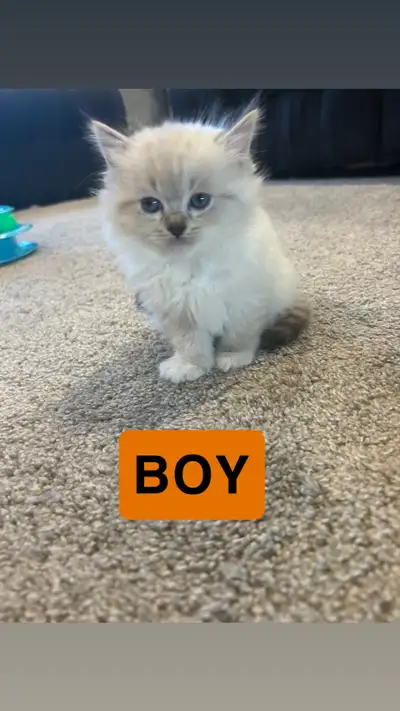 Purebred Ragdoll Kittens, View more