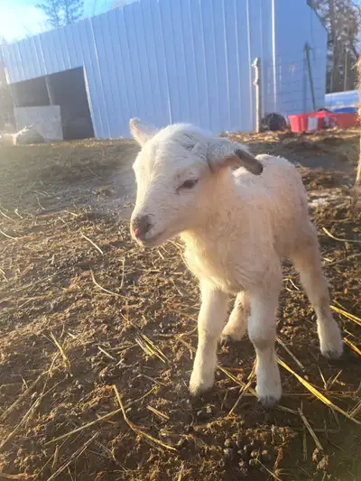 Ram Lambs, View more