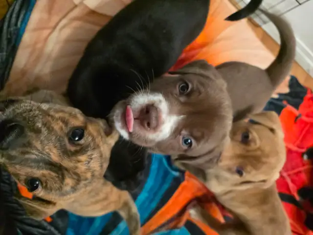 Puppies for sale! in Dogs & Puppies for Rehoming in Calgary - Image 4