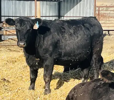 f . - - - - An excellent group of bred heifers available. Mainly black and bwf with some reds in the...