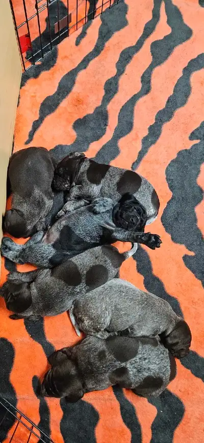 Gsp puppies for sale 4 male 2 female . Puppies are just 4 weeks and will be vet checked and ready at...