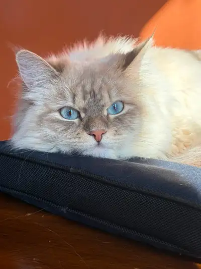 Cat Neva Masquerade Siberian female 1 year old, View more