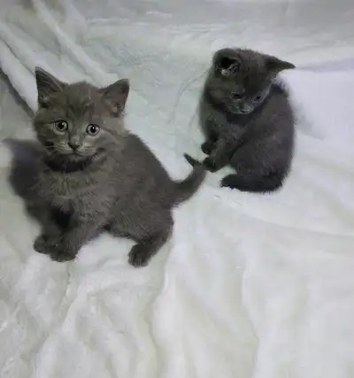 *****reste 1femelle***** Adorable petite femelle bleu russe née le 23 avril. Les bleu russes sont un...