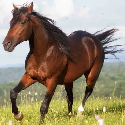 looking for horse, View more