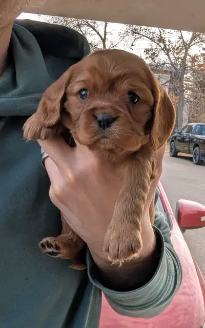 $2000 - Cavalier King Charles Spaniel Puppies, View more