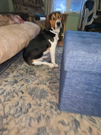 Beagle a adoption
