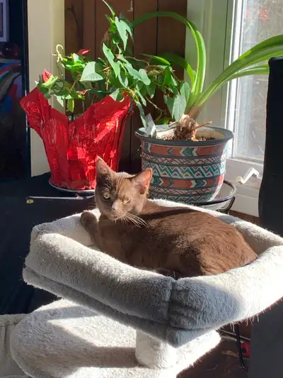 2 exotic male chocolate kitties, View more