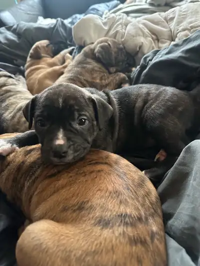 Puppies ( mixed ), View more