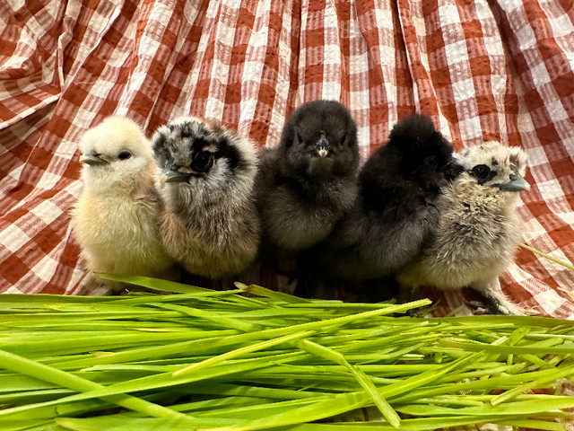 Silkie chicks available in Livestock in Napanee - Image 3