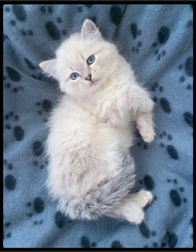 Siberian Kittens (Neva Masquerade). Hypoallergenic/Low Allergen
