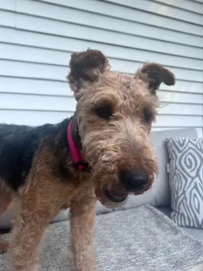 Français ci-bas. Welsh Terrier, female of almost 4 years, very soft natured. She weighs 18 pounds, 1...